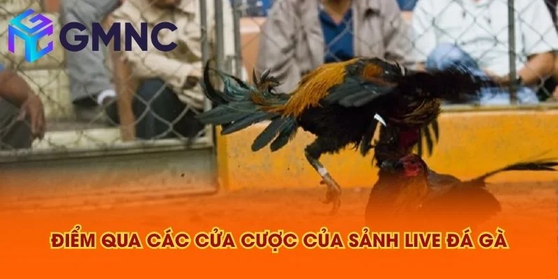 Điểm qua các cửa cược của sảnh live đá gà