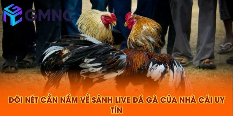 Đôi nét cần nắm về sảnh live đá gà của NHÀ CÁI UY TÍN